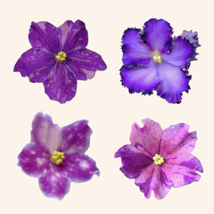 Fototapeta na wymiar African violets set