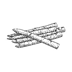 asparagus white sketch hand drawn vector
