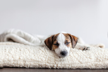 Sleeping puppy on dog bed - obrazy, fototapety, plakaty