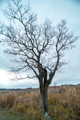 枯れ木と枯草に覆われる冬の台地　平尾台　　福岡県