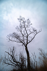 枯れ木と枯草に覆われる冬の台地　平尾台　　福岡県