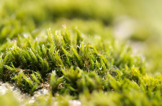 Broom Fork-moss (Kamojigoke), close up macro photograph.