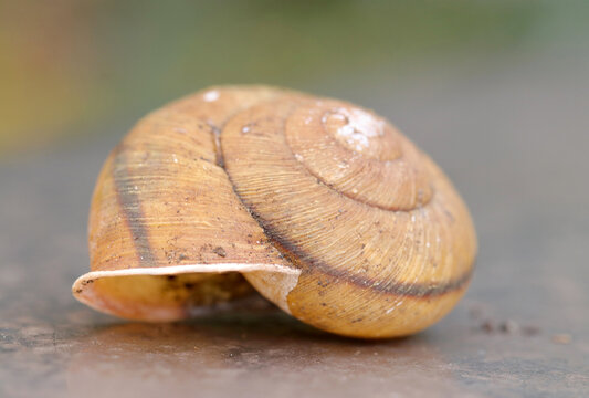 Cast-off shell of the Sought-after false hadra (Hidarimakimaimai, close-up photograph using macro lens)