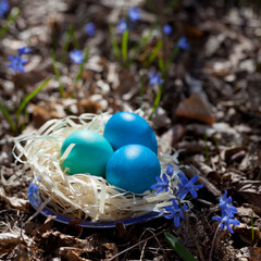 Scilla siberica, wild blue early flower -  Siberian squill or wood squill with blue coloured eggs for Easter celebration.