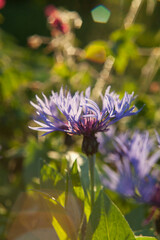 Centaurea montana -  blue flowering Perennial cornflower, mountain cornflower.