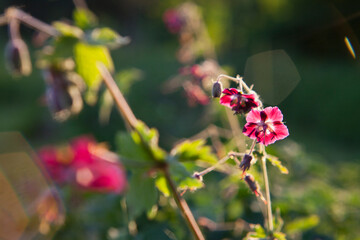 Mourning widow -  geranium phaeum in the wild garden and forest meadow.