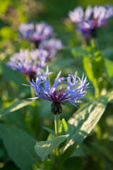 Fototapeta premium Centaurea montana - blue flowering Perennial cornflower, mountain cornflower.