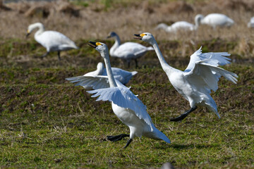 湖や田んぼ等、冬の水辺にやってくる真っ白で大きな野鳥、コハクチョウ