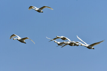 湖や田んぼ等、冬の水辺にやってくる真っ白で大きな野鳥、コハクチョウ
