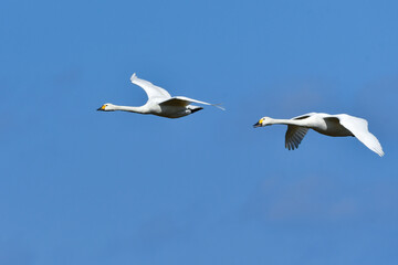 湖や田んぼ等、冬の水辺にやってくる真っ白で大きな野鳥、コハクチョウ
