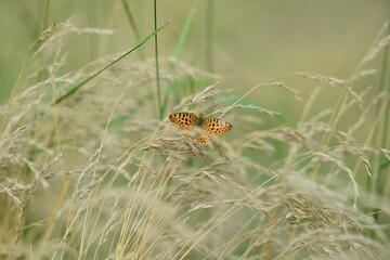 Orange butterfly on the dry grass in summer field
