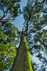 Nadir view of a trunk of ivy pine. © LuisM