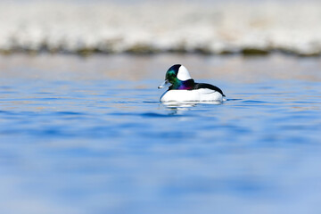 川や湖等の水辺で見られる珍しい鳥、純白と虹色の羽が美しいヒメハジロ