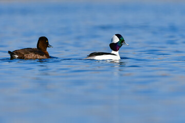 川や湖等の水辺で見られる珍しい鳥、純白と虹色の羽が美しいヒメハジロ