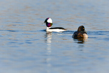 川や湖等の水辺で見られる珍しい鳥、純白と虹色の羽が美しいヒメハジロ