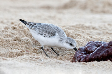 Sanderling feeding on seal birth material