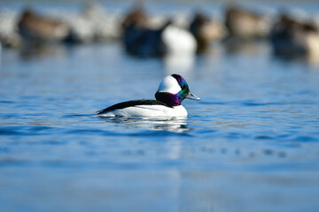 川や湖等の水辺で見られる珍しい鳥、純白と虹色の羽が美しいヒメハジロ