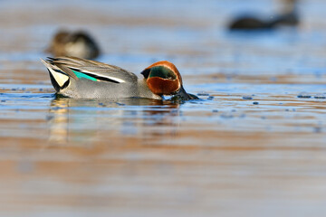 公園や川で冬に見られる美しい渡り鳥、小さな水鳥のコガモ