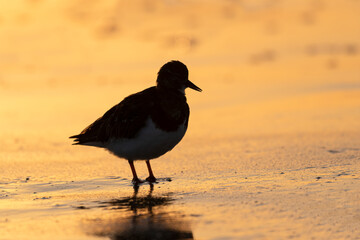 Turnstone at daybreak on wet sand