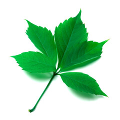 Green leaf on white background
