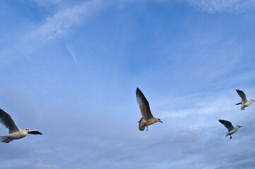 Seagulls in flight in the sky above the Baltic Sea by the sea. Dynamic shot