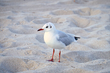 Seagull on the beach in Zingst. Bird running through the sand on the seashore