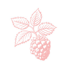 Hand drawn sketch black and white of raspberry, leaf, berry plant. Vector illustration. Elements in graphic style label, card, sticker, menu, package. Engraved style illustration.