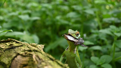 An elevated head of a green forest lizard with a Coconut beetle inside of the mouth