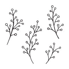 VEctor floral illustration, flowers of gypsophila, hand drawn doodle