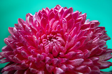 beautiful pink chrysanthemum flower with water droplets on a blue background, carmine red Viva...