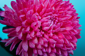 beautiful pink chrysanthemum flower with water droplets on a blue background, carmine red Viva magenta
