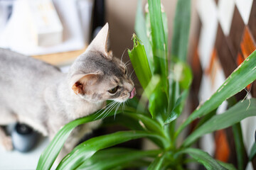Cat eating and licking Yucca palm. Poisonous (toxic) plants for cats. Cats damage houseplants. Selective focus.