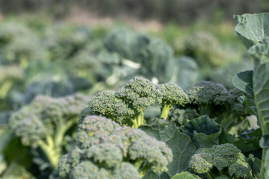 Natural broccoli grown in Izmir - Menemen emiralem plain , Mature broccoli is grown in a field outdoors.
