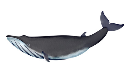 ツノシマクジラの水彩風イラスト
Omura’s whale. Watercolor style illustration.