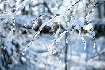 snow covered branches