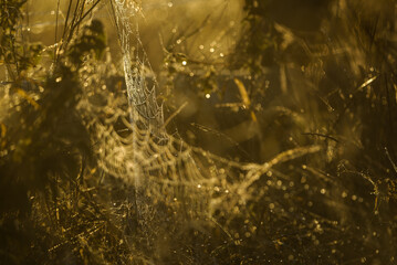 COBWEB - Drops of morning dew on a spider web