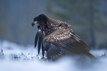 Eagle walking in the snowy bog