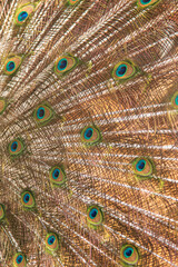 Obraz premium peacock tail feathers as background