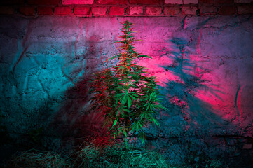 Marijuana plant in a pot creative lighting photo