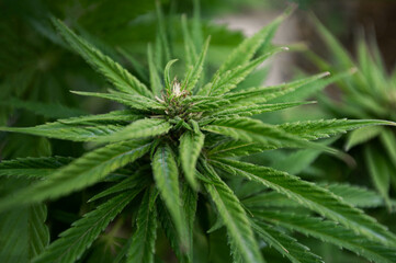 cannabis plant cultivation flowering stage