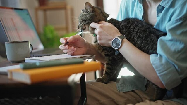Close-up of a female student taking notes in a notebook while sitting in front of a laptop screen with a cute gray cat on her lap.