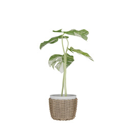 plant in pot, isolated on white, photoreal 3d render