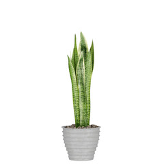 plant in pot, isolated on white, photoreal 3d render