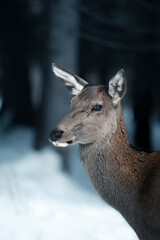 cervo rosso sulla neve in montagna