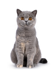Adorable young blue tortie British Shorthair cat, sitting up facing front. Looking towards camera with pretty orange eyes. Isolated on a white background.