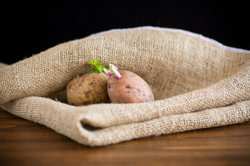 Spring potatoes with sprouted sprouts, ready for planting in the ground.