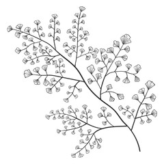 Illustration vector maidenhair fern. Hand draw vector. A beautiful plant with details in the leafs.