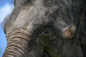A three-quarter portrait of an Asian elephant against a blue sky very close-up.