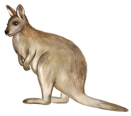Hand drawn watercolor australian animals. Australian wallaby illustration isolated on white background - obrazy, fototapety, plakaty