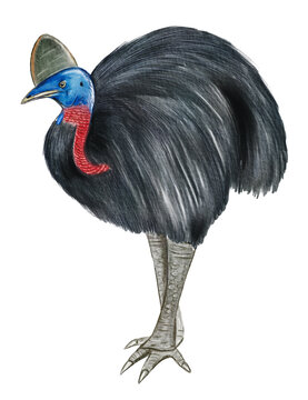 recommend clip art: Hand drawn watercolor australian animals. Australian Cassowary illustration isolated on white background